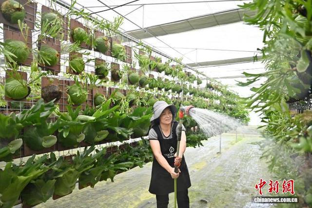 7月24日，“浇浇植物超市”的工作人员给鹿角蕨浇水。中新社记者 陈楚红 摄