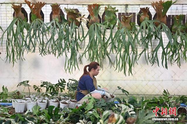 7月24日，“浇浇植物超市”的工作人员在养护龟背竹。中新社记者 陈楚红 摄