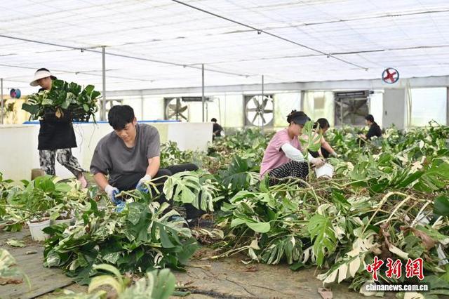 7月24日，“浇浇植物超市”的工作人员在养护龟背竹。中新社记者 陈楚红 摄