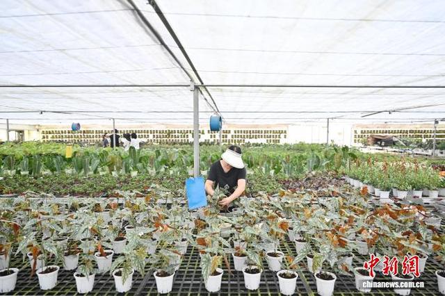 7月24日，“浇浇植物超市”的工作人员在养护绿植。中新社记者 陈楚红 摄