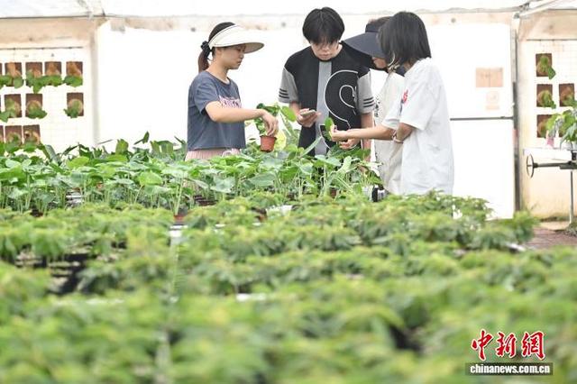 7月24日，“浇浇植物超市”的工作人员（左一）介绍绿植特点。中新社记者 陈楚红 摄