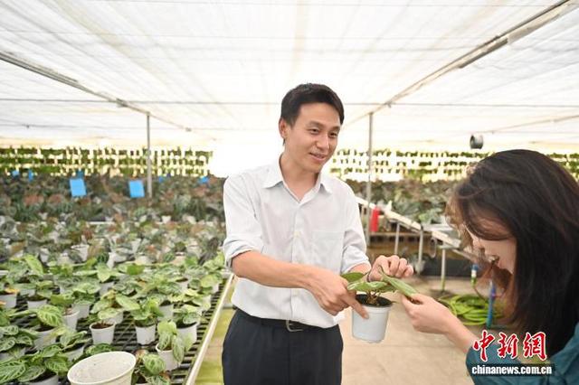 7月24日，吴家凡在“浇浇植物超市”向记者介绍特色绿植。中新社记者 陈楚红 摄