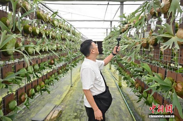 7月24日，“浇浇植物超市”的鹿角蕨吸引记者拍摄。中新社记者 陈楚红 摄